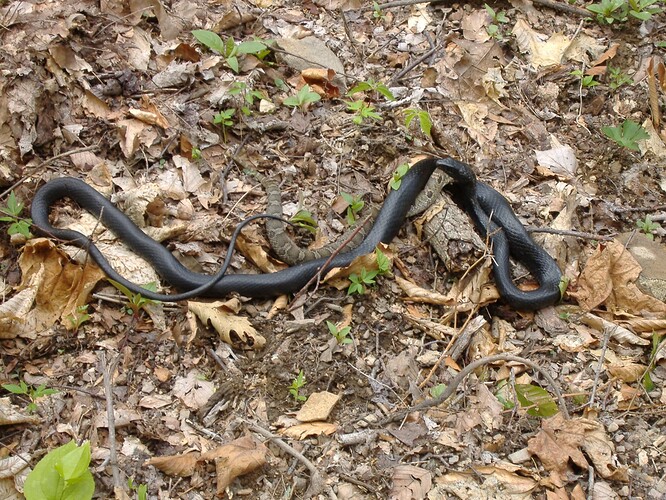 Do black snakes eat poisonous snakes? - United Trappers of Kentucky