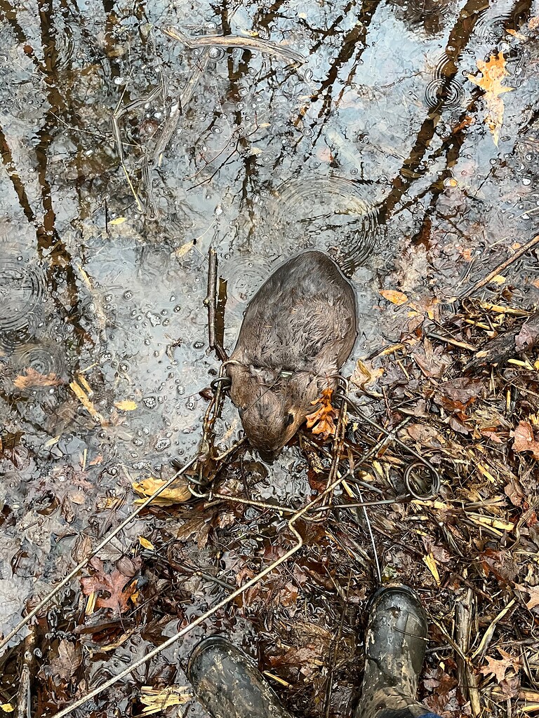 Beaver questions - Trapline Talk - United Trappers of Kentucky