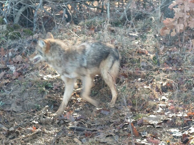 In heat coyotes already? - Trapline Talk - United Trappers of Kentucky