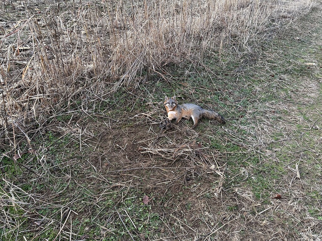 Grey Fox Comeback United Trappers Of Kentucky beautiful-animals-list-for-free-download