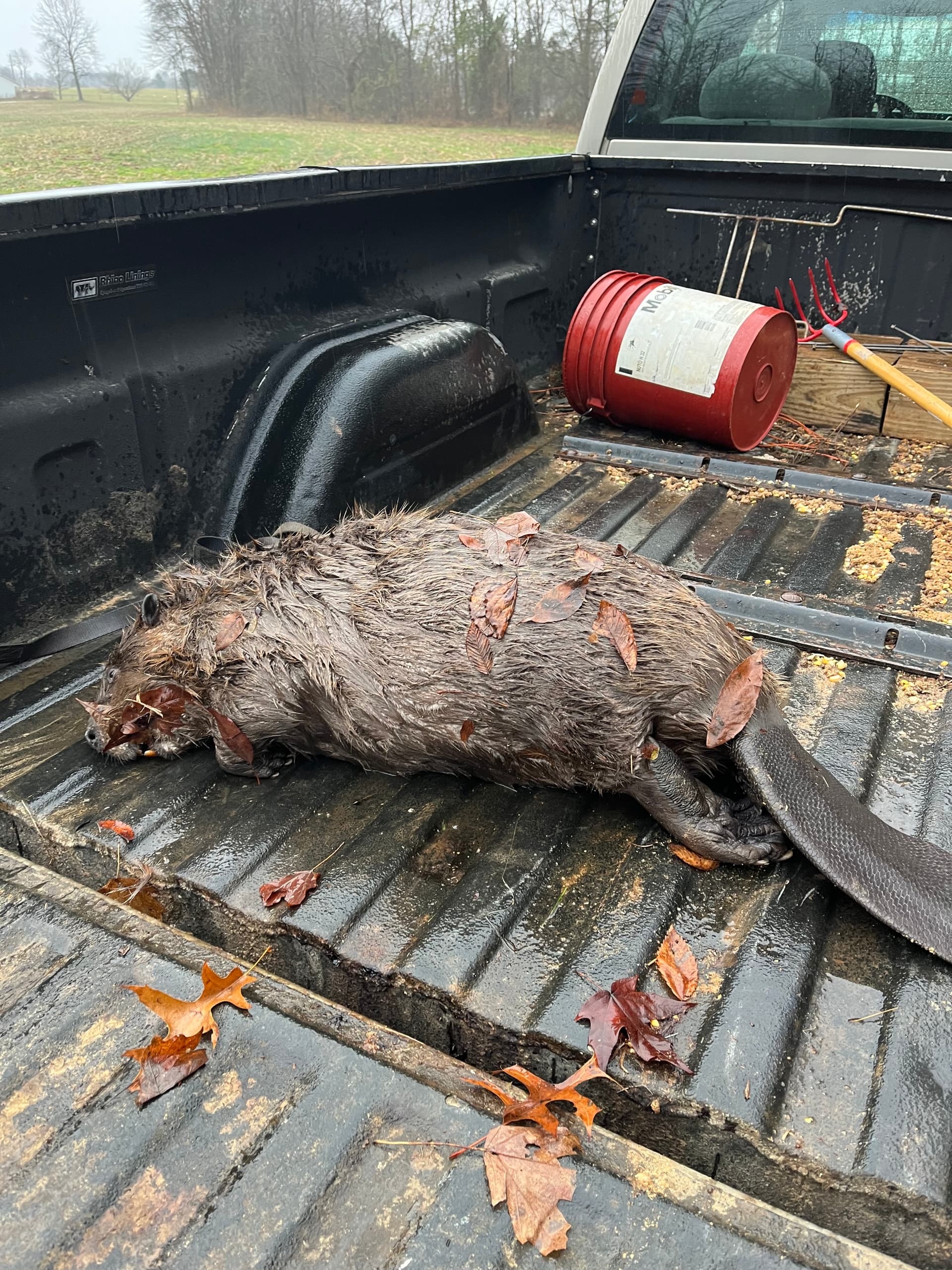 Beaver questions - Trapline Talk - United Trappers of Kentucky