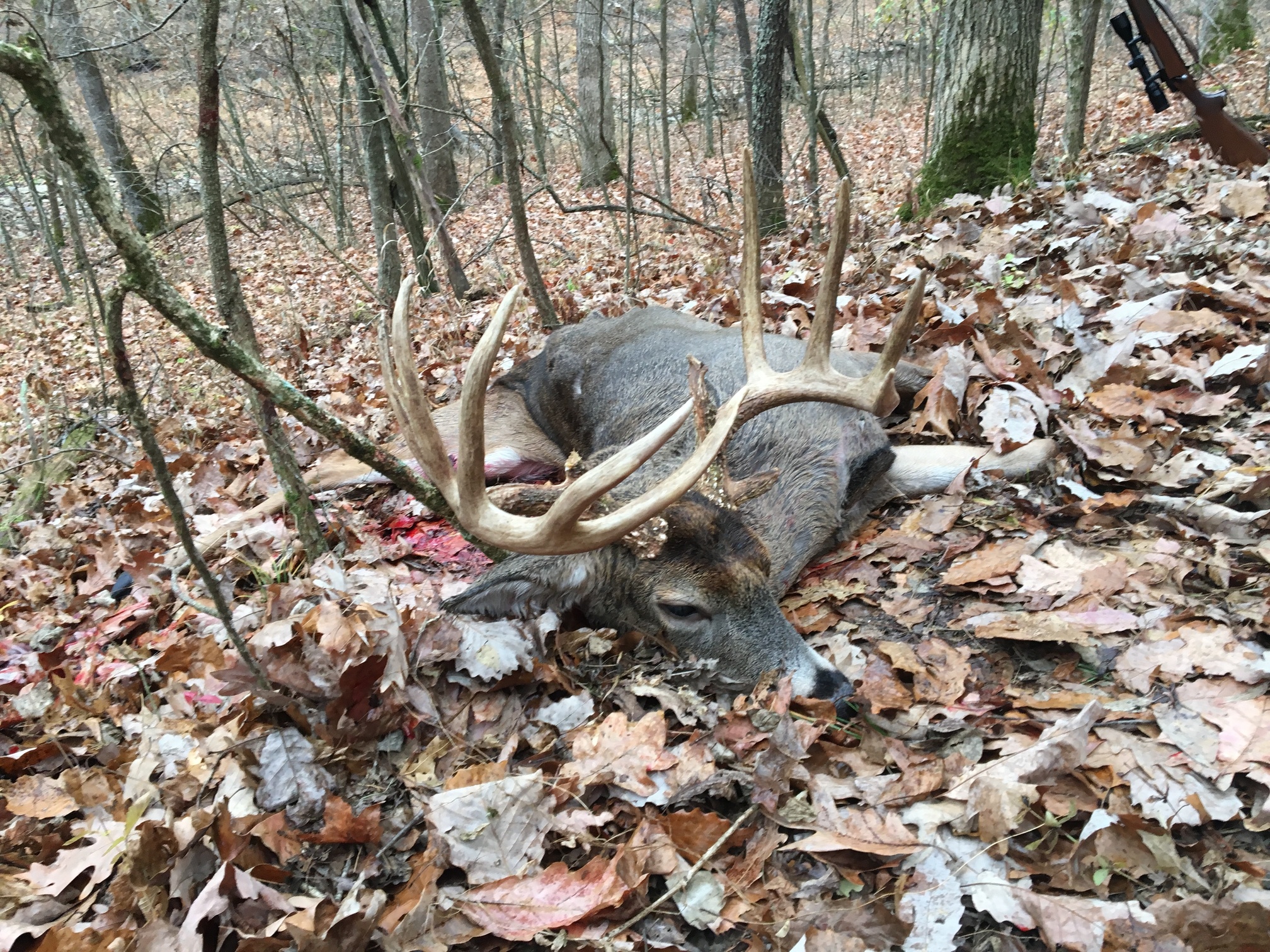 Trapper Perry’s nice deer - United Trappers of Kentucky