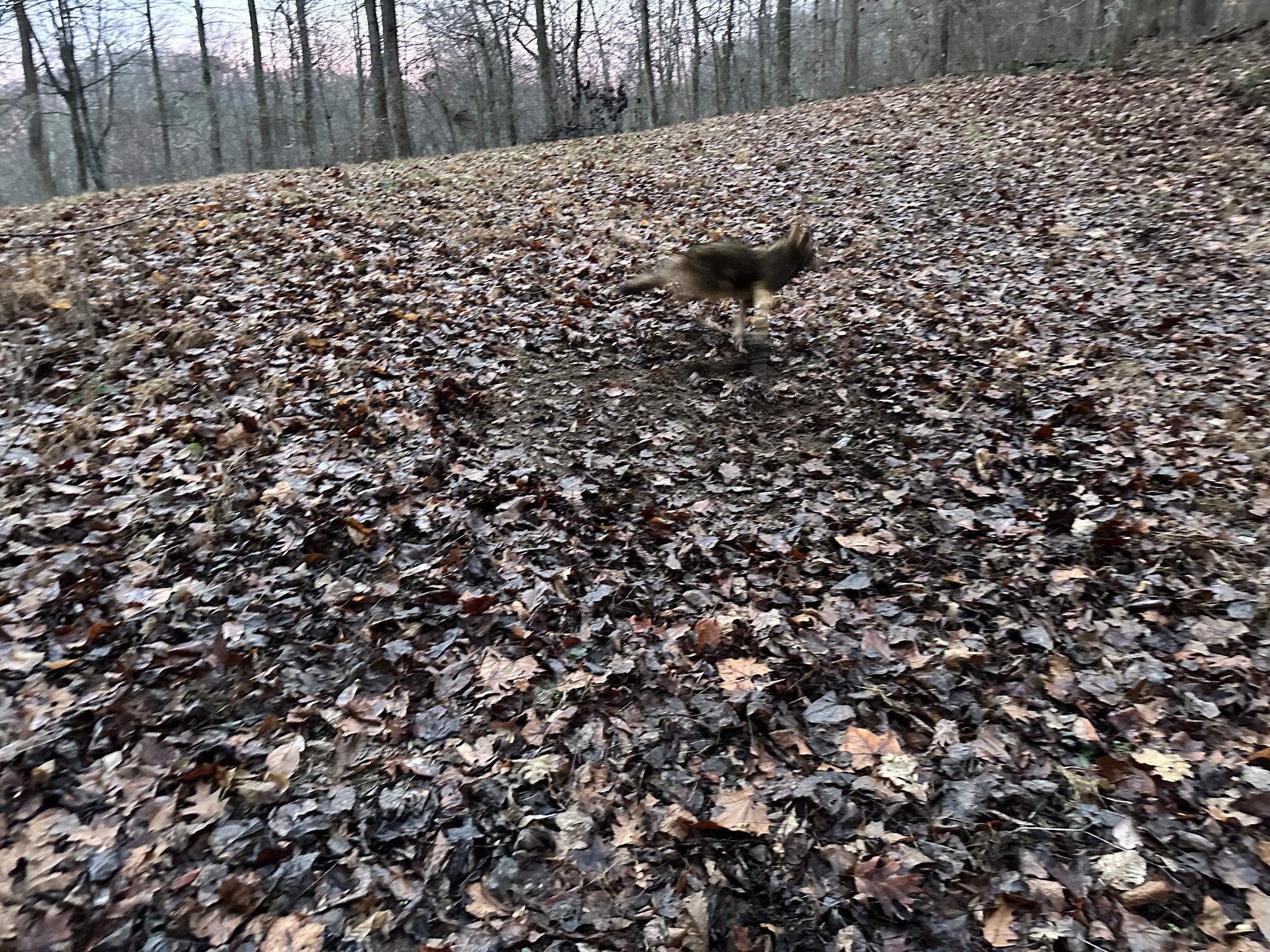 Grey Fox Comeback United Trappers Of Kentucky grey-fox-comeback-united-trappers-of-kentucky